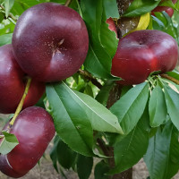 Саженцы Нектарин Донат