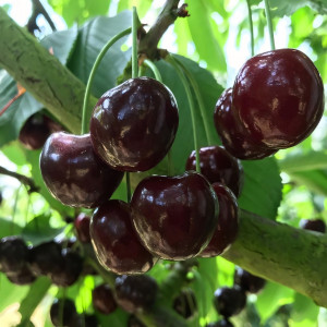 Саженцы Черешня Кордия