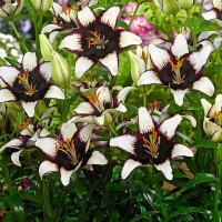 Луковицы  Лилия азиатская Black Eye (Блэк Ай) (3шт.)