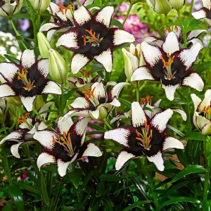  Лилия азиатская Black Eye (Блэк Ай)