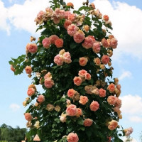 Саженцы Роза плетистая Алхимист