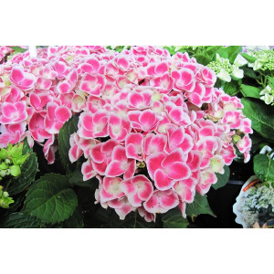 Гортензия крупнолистная Camilla