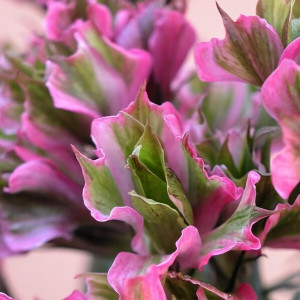 Саженцы Флокс метельчатый Natural Feelings (Натурал Филингс)