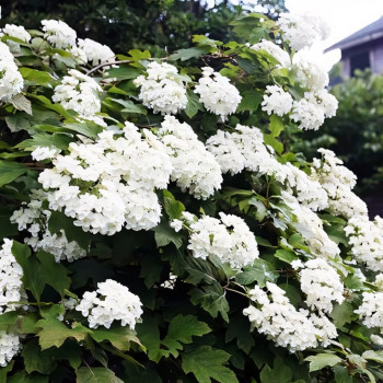 Гортензия дуболистная Snow Giant (Снежный гигант)