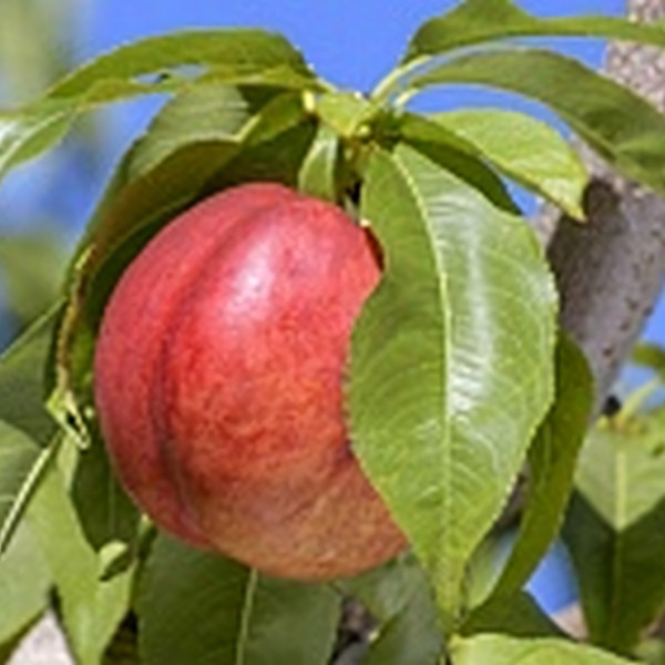 Саженцы Нектарин Фантазия