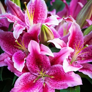  Лилия восточная Dуnamite (Динамит)