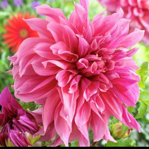 Саженцы Георгина Maki