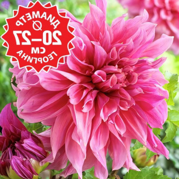 Саженцы Георгина Maki