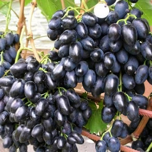 Саженцы Виноград Надежда Азос