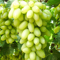 Саженцы Виноград Тимур