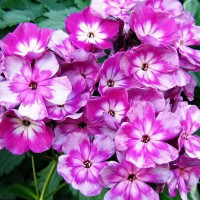 Саженцы Флокс метельчатый Конек горбунок