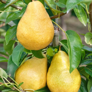 Саженцы Груша Дюшес