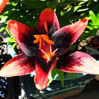 Луковицы  Лилия азиатская Tinу Shadow (Тайни Шэдоу) (3шт.)