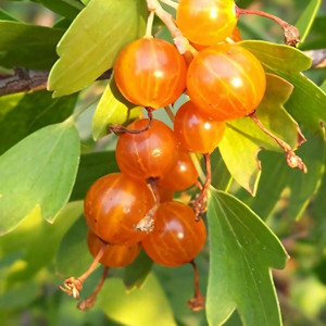 Саженцы Смородина золотистая Янтарная