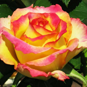 Саженцы Роза флорибунда Конфетти