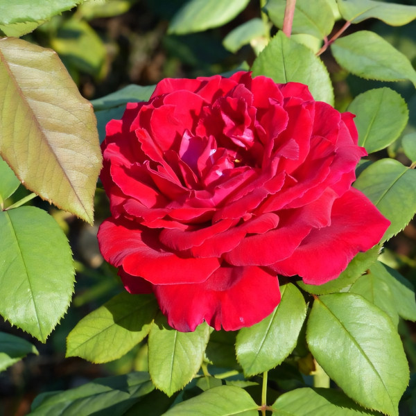 Саженцы Роза чайно-гибридная Ботеро