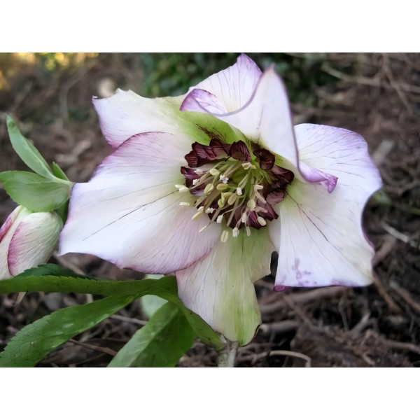 Саженец Морозник Уинтер Эмоушенс Анемони Пикоти