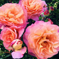 Саженцы Роза чайно-гибридная Экзотика