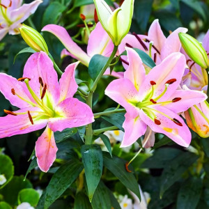  Лилия восточная Color Essence (Колор Эссенс)