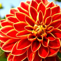 Саженцы Георгина Caballero