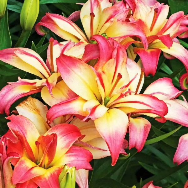 Луковицы  Лилия азиатская Delicate Joy (Деликейт Джой) (3шт.)