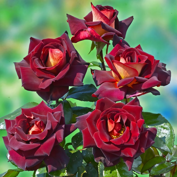 Саженцы Роза чайно-гибридная Эдди Митчел