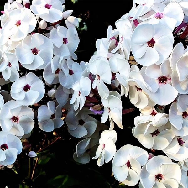 Саженцы Флокс Молочное Суфле