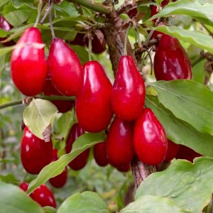 Саженцы Кизил Билда