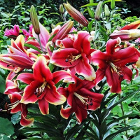 Луковицы Саженцы Лилия ОТ гибрид African Lady (Африкан Лейди) (3шт.)