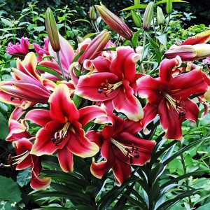  Лилия ОТ гибрид African Lady (Африкан Лейди)