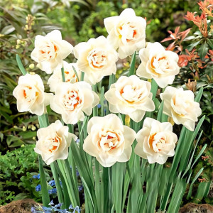 Нарцисс махровый Флауэр Парад (в упаковке - 3шт.)