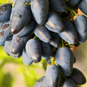 Саженцы Виноград Викинг