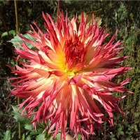 Саженцы Георгина Aitara Bronwyn