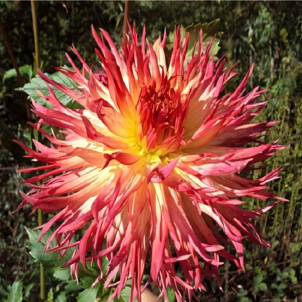 Саженцы Георгина Aitara Bronwyn