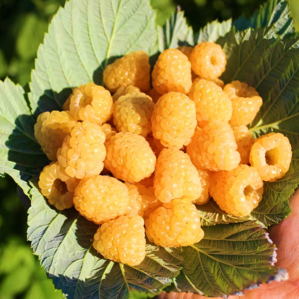 Саженцы Малина желтая Утреняя Роса