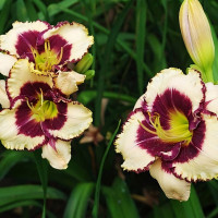 Саженцы Лилейник Border Music (Бордер Мьюзик)