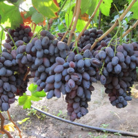 Саженцы Виноград Ромео