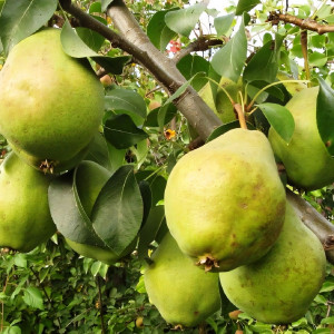 Саженцы Груша Добрянка