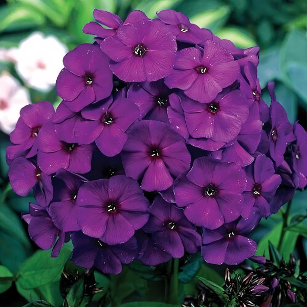 Саженцы Флокс метельчатый Nicky (Ники)