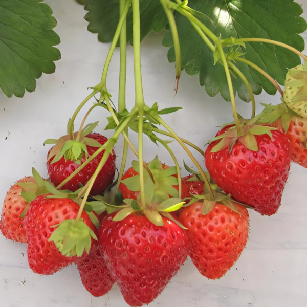 Клубника (крупноплодная) Летиция 5 шт. в упаковке