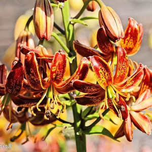  Лилия Arabian Knight (Арабиан Найт)