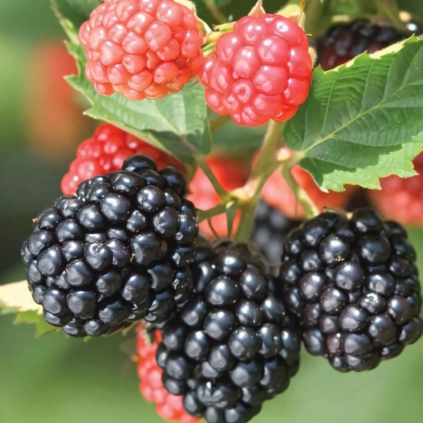 Саженцы Ежевика Трипл Краун