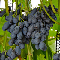Саженцы Виноград Блэк Гранд