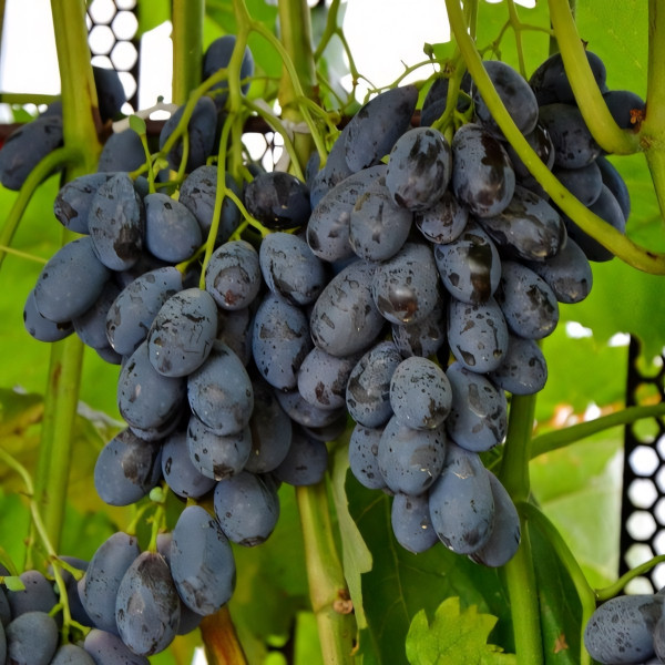 Саженцы Виноград Блэк Гранд