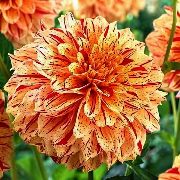 Саженцы Георгина декоративная Gloriosa (Глориоза)