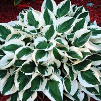 Саженцы Хоста гибридная Patriot (Патриот) L