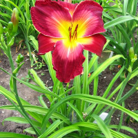 Саженцы Лилейник Mars Attacks (Марс Атак)