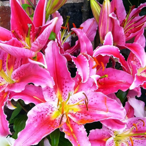  Лилия восточная Grand Amour (Гранд Амур)