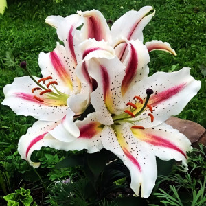  Лилия восточная Arena (Арена)