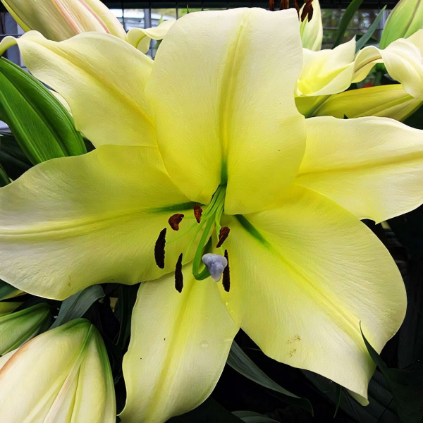 Луковицы Саженцы Лилия ОТ гибрид Big Brother (Биг Бразер) (3шт.)